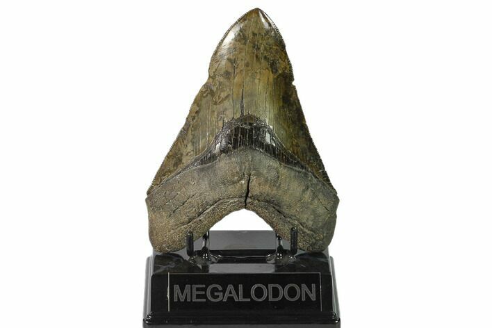 Serrated, Fossil Megalodon Tooth - Colorful Enamel #140723